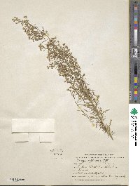 Laennecia sophiifolia image