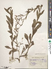 Erigeron laevigatus image