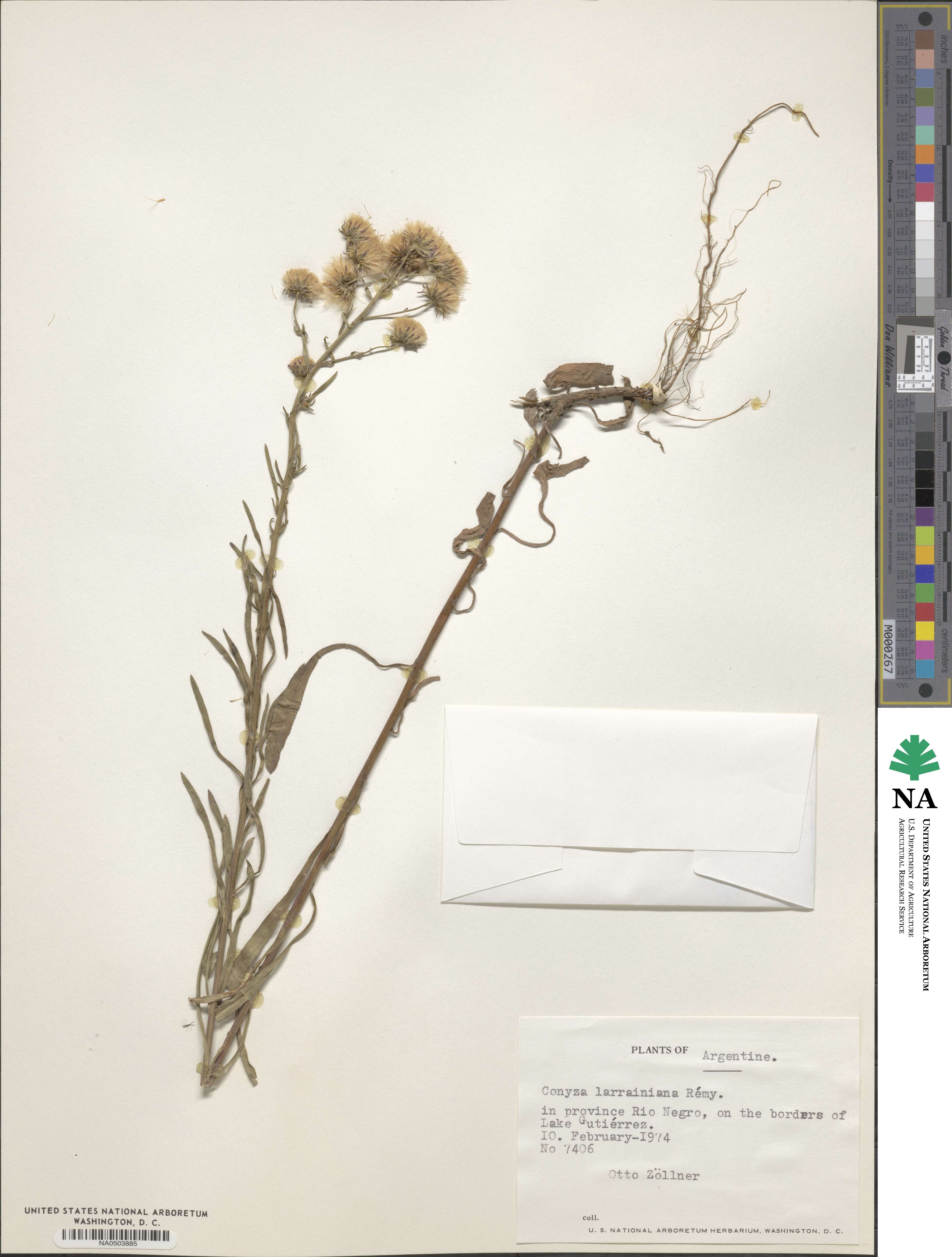 Erigeron larrainianus image