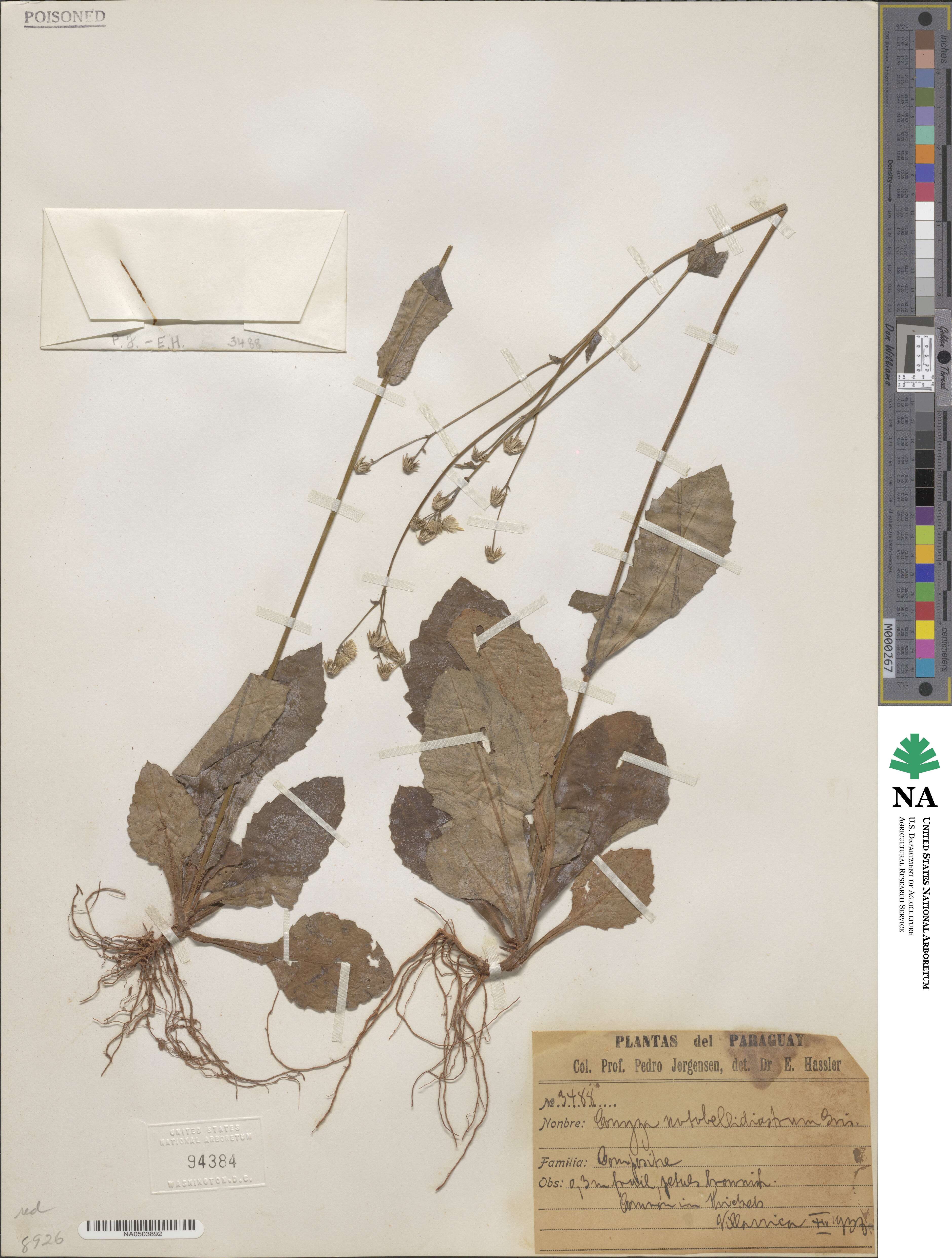 Eschenbachia leucantha image