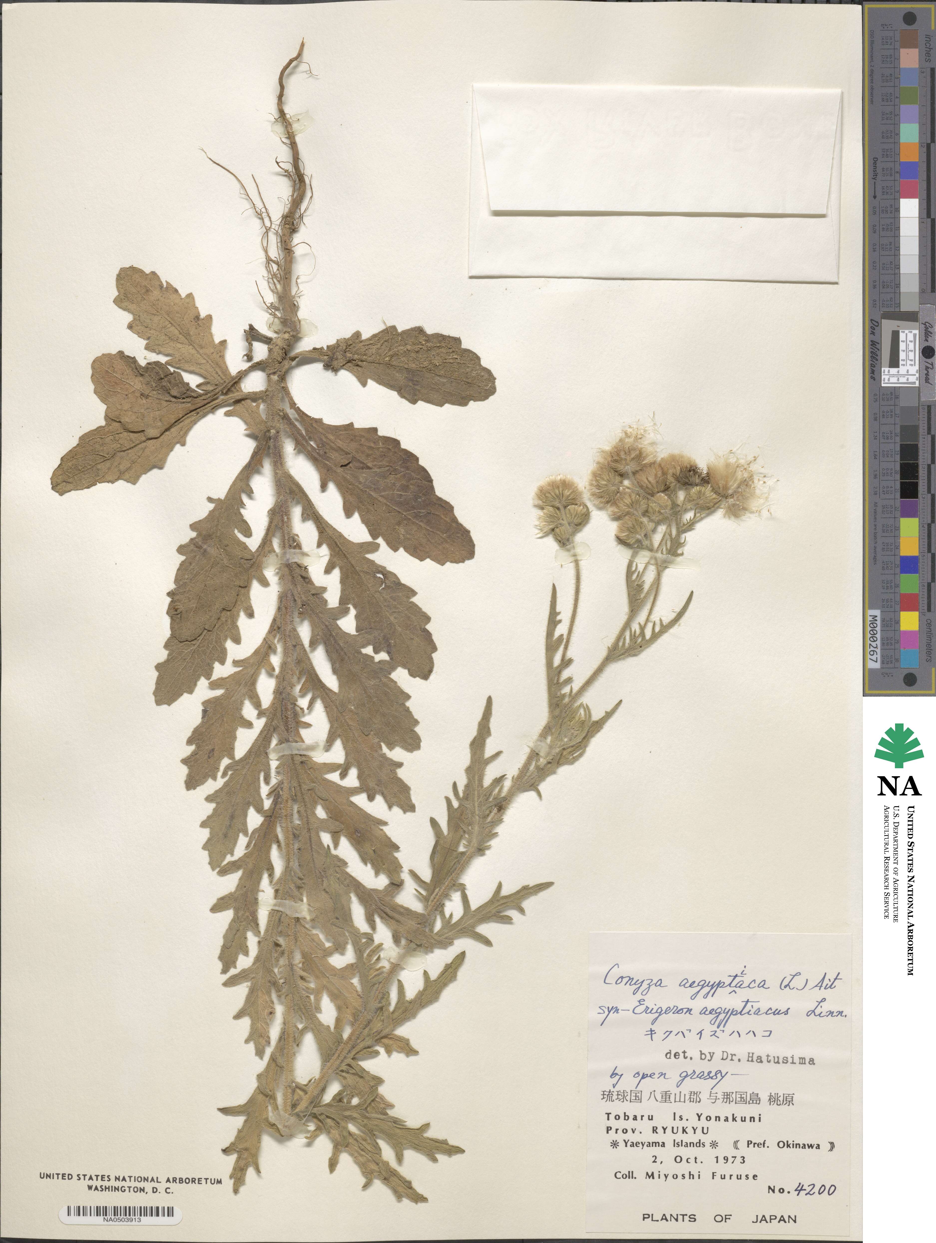 Nidorella aegyptiaca image
