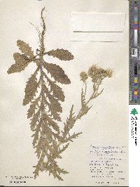 Nidorella aegyptiaca image