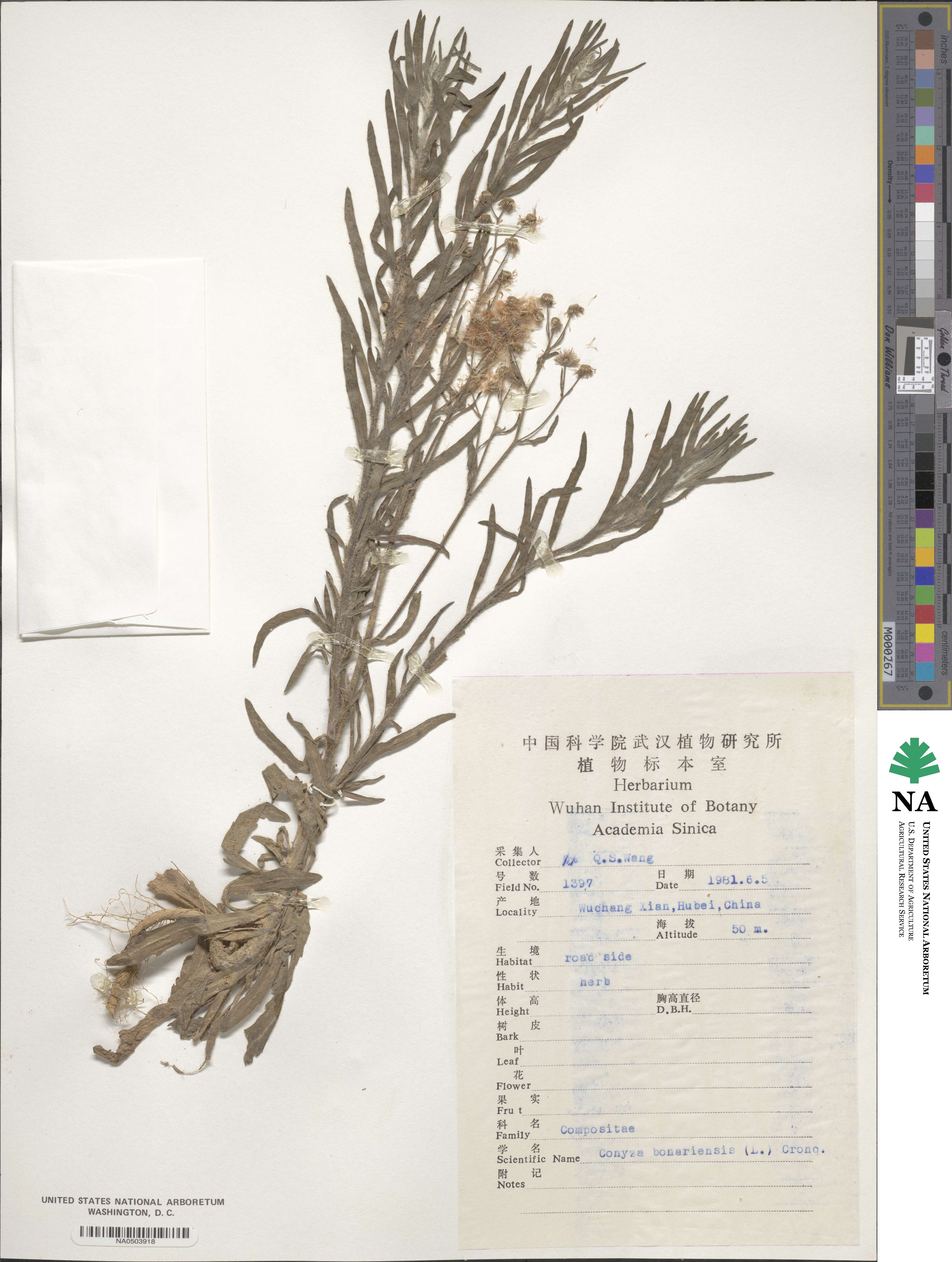 Erigeron bonariensis image