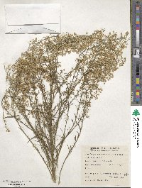 Erigeron canadensis image