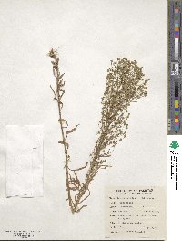 Erigeron canadensis image