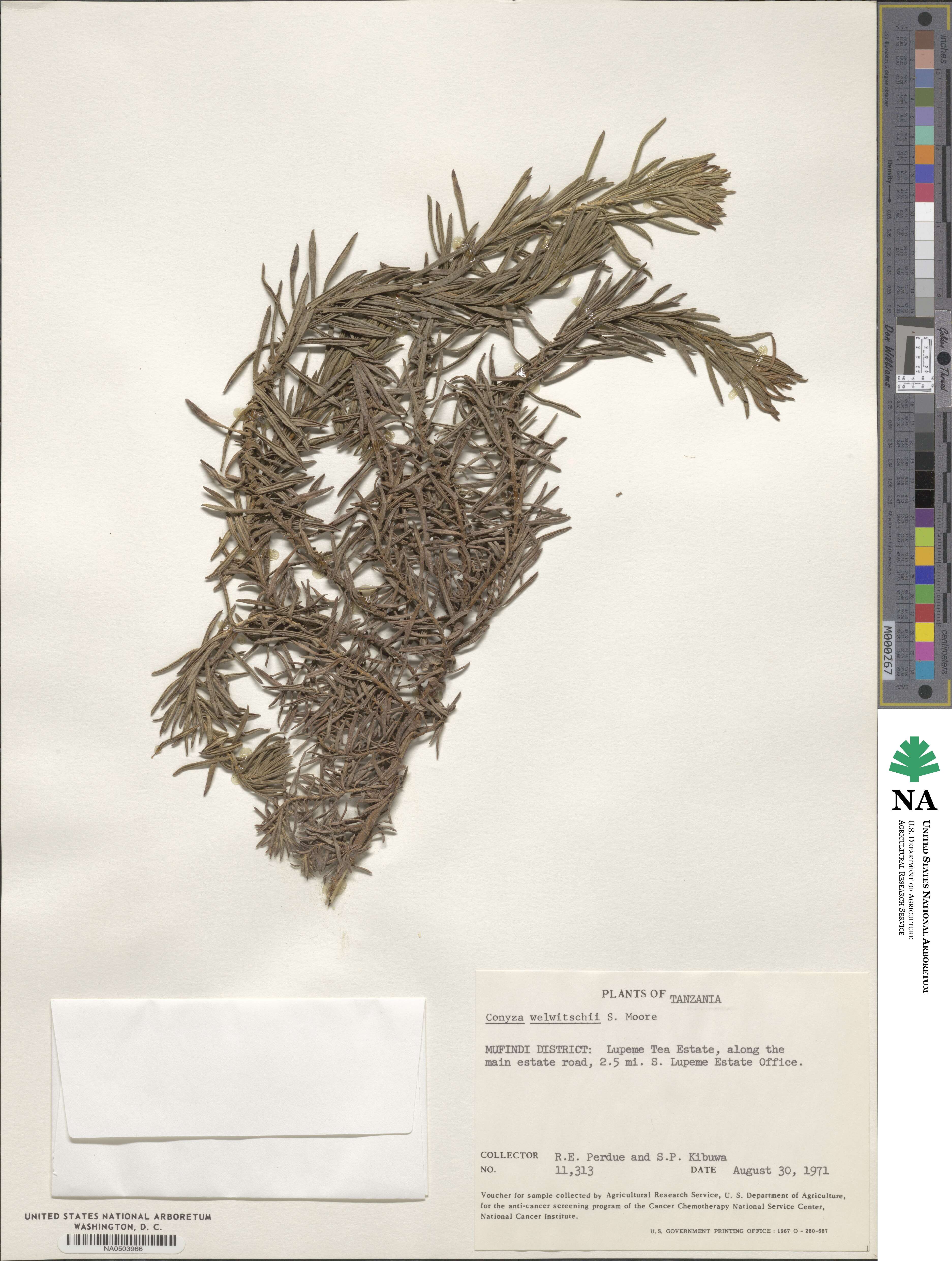 Nidorella welwitschii image