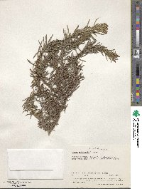 Nidorella welwitschii image