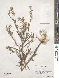 Erigeron bonariensis image