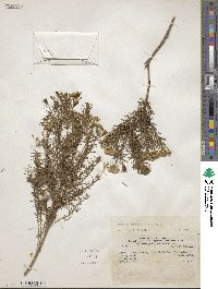 Baccharis bolivensis image