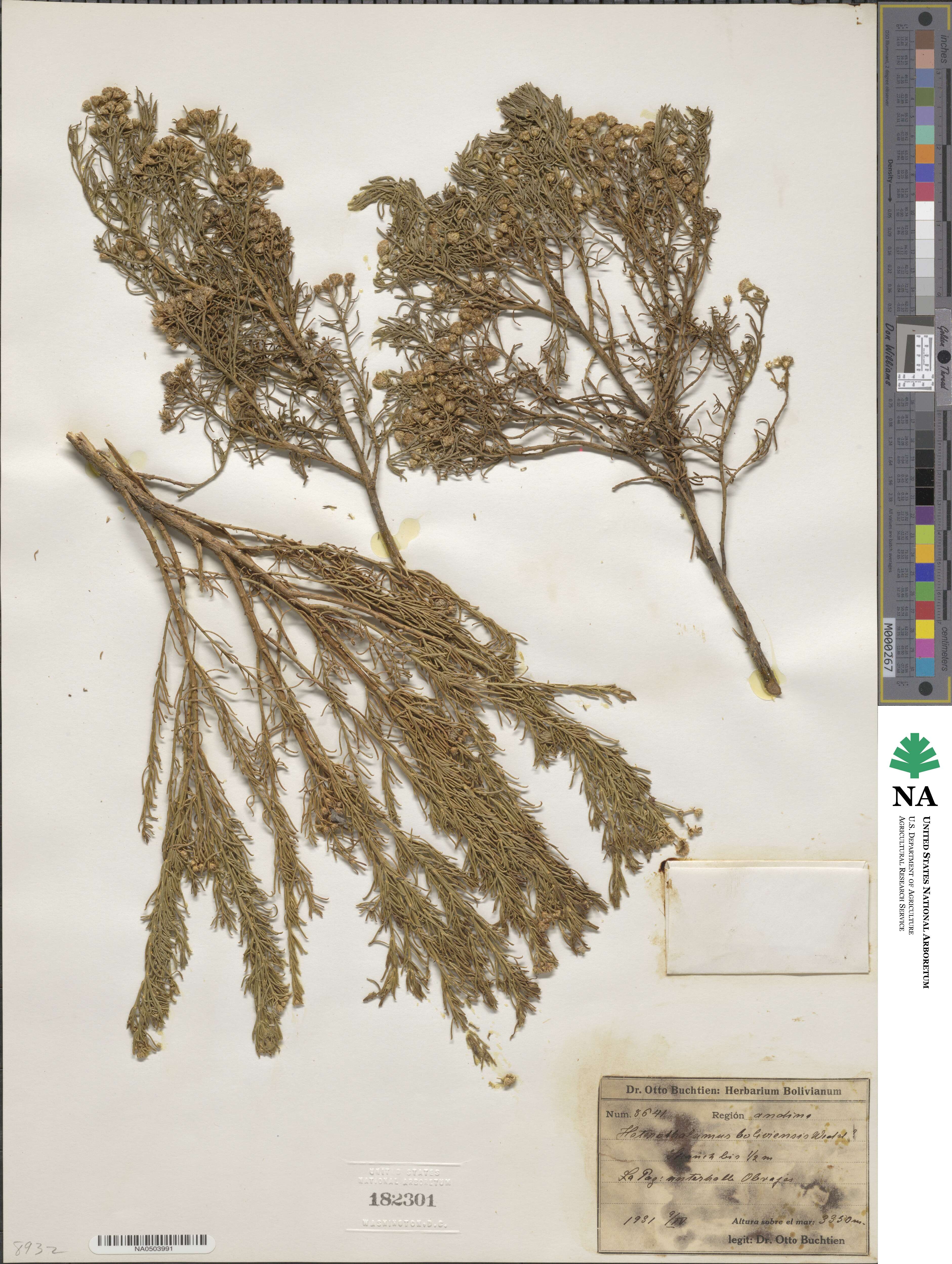 Baccharis bolivensis image