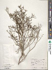 Baccharis angustifolia image