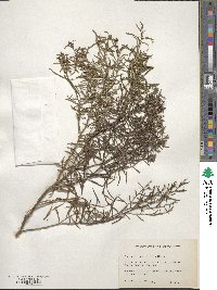 Baccharis angustifolia image