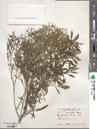 Baccharis angustifolia image