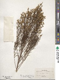 Baccharis angustifolia image