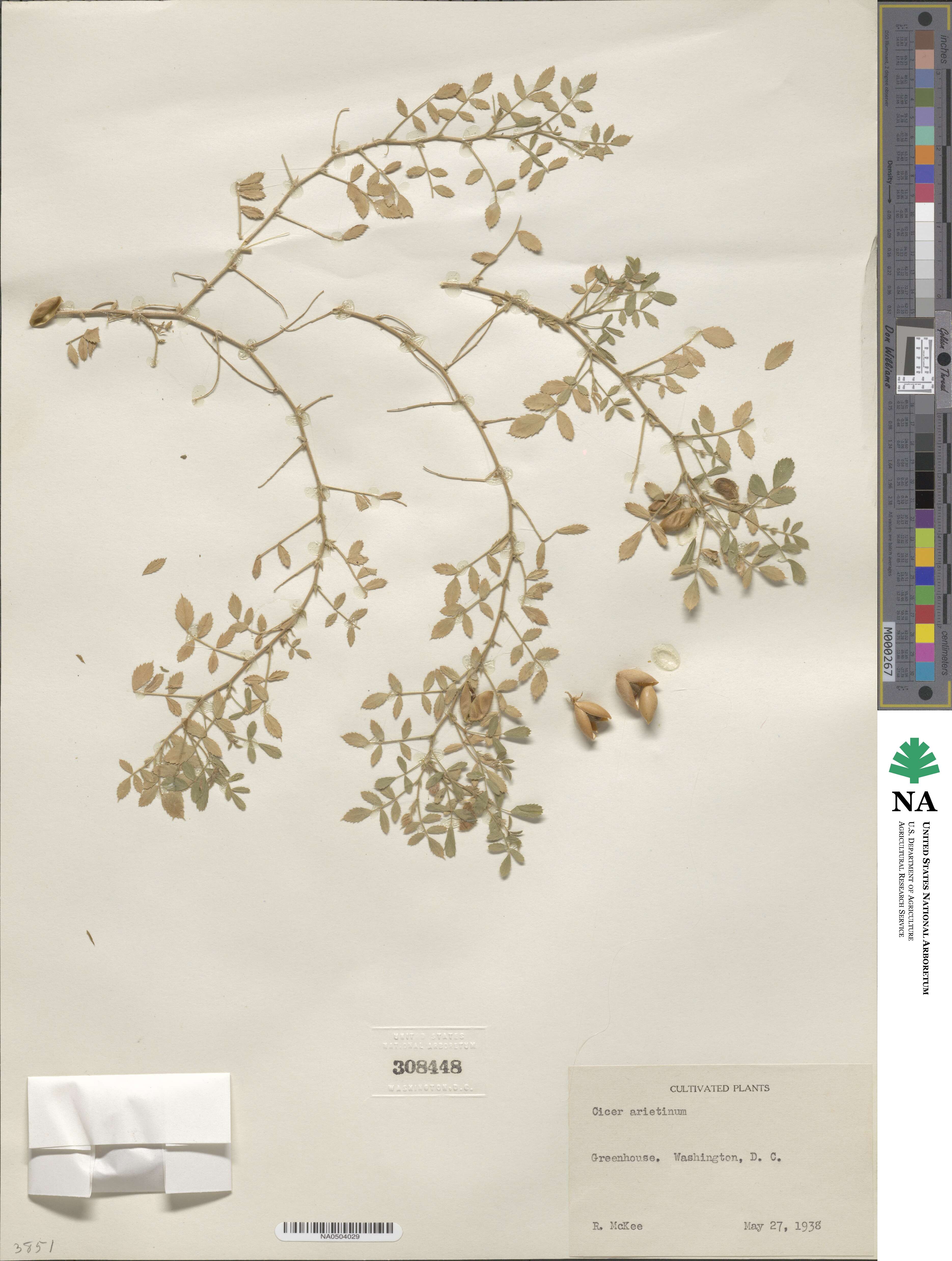 Cicer arietinum image