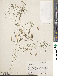 Vicia acutifolia image