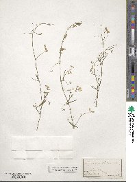 Vicia acutifolia image