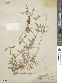 Vicia americana image