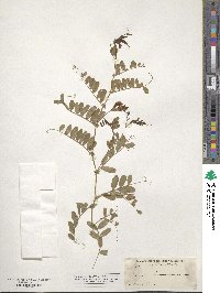 Vicia americana image