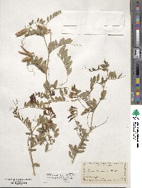 Vicia americana image