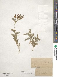 Vicia americana image