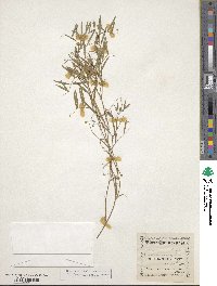 Vicia americana image