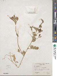 Vicia americana image