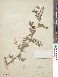 Vicia americana image