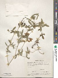 Vicia americana var. americana image