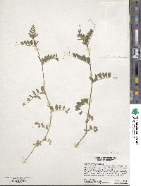 Vicia angustifolia image