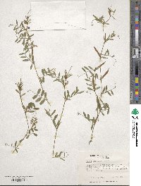 Vicia angustifolia image