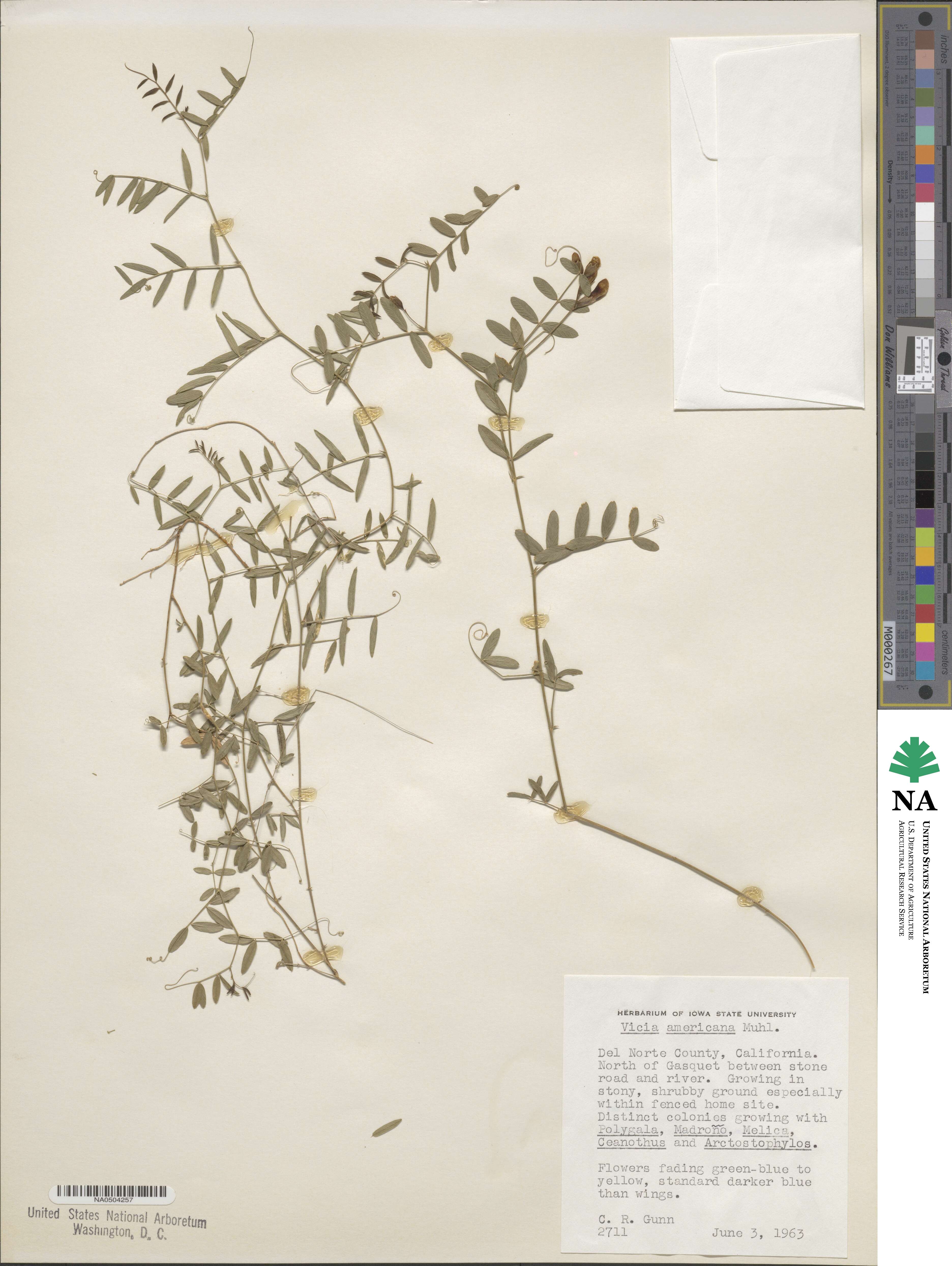 Vicia image