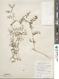 Vicia angustifolia image