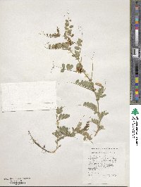 Vicia angustifolia image