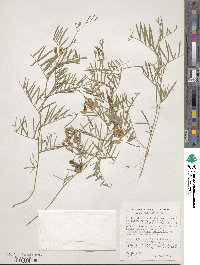 Vicia angustifolia image