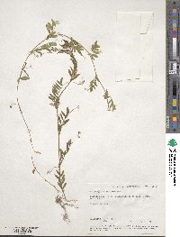 Vicia angustifolia image