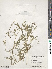 Vicia angustifolia image