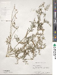 Vicia angustifolia image