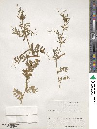 Vicia angustifolia image