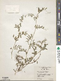 Vicia angustifolia image