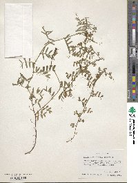 Vicia angustifolia image