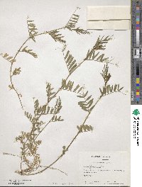 Vicia angustifolia image