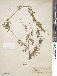 Vicia angustifolia image