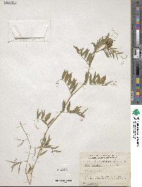 Vicia angustifolia image