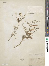 Vicia angustifolia image