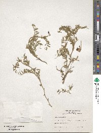 Vicia benghalensis image