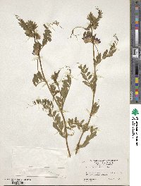 Vicia benghalensis image