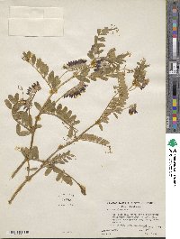 Vicia benghalensis image