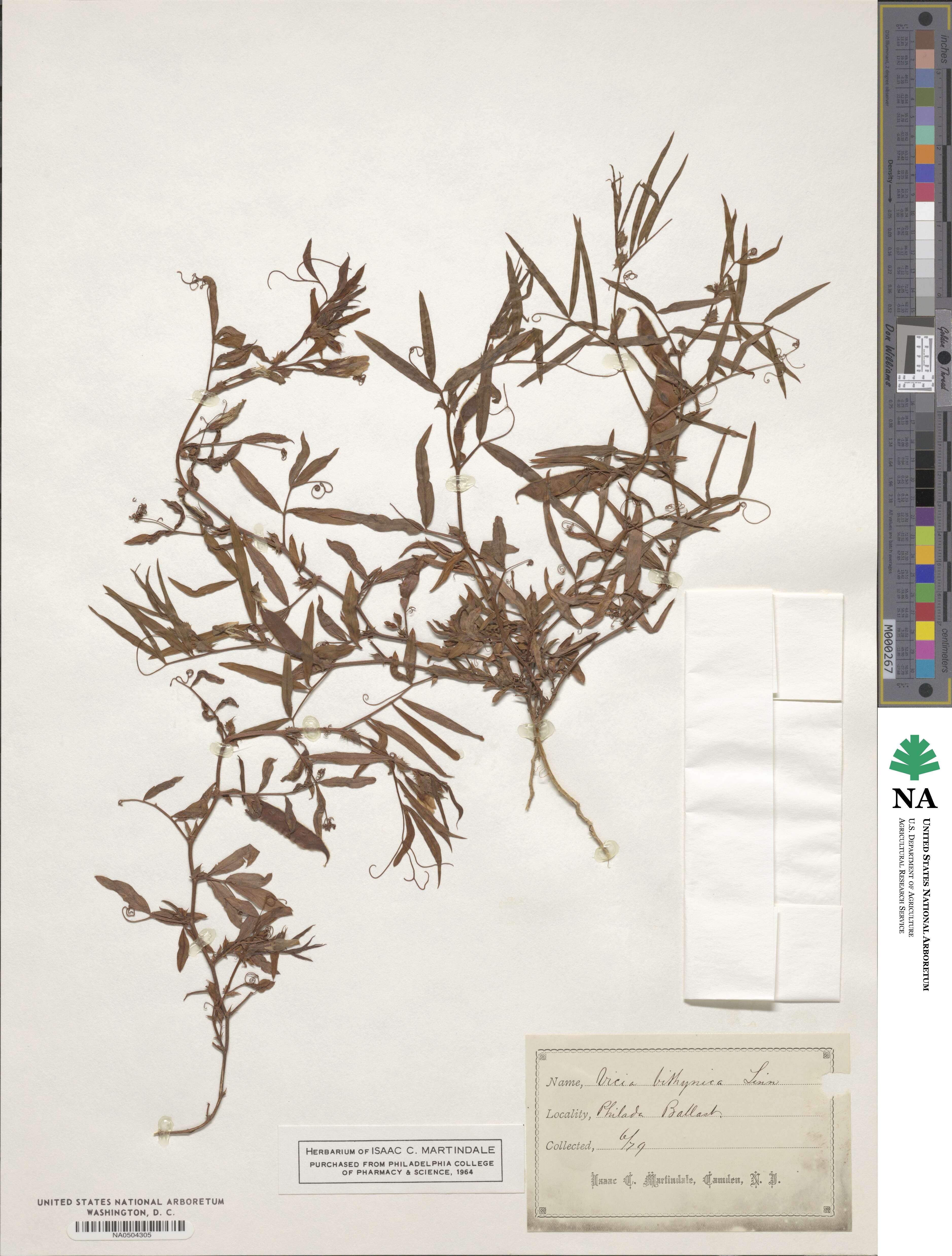 Vicia bithynica image
