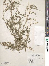 Vicia caroliniana image